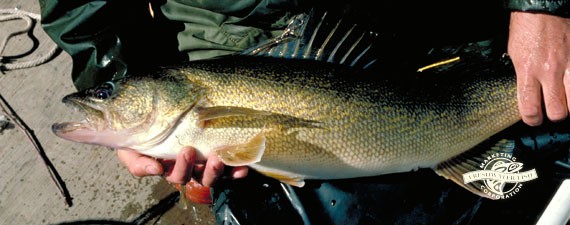 walleye-3 0-1