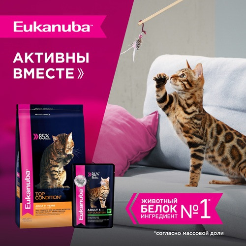 Eukanuba Adult Top Condition влажный корм для взрослых кошек Говядина