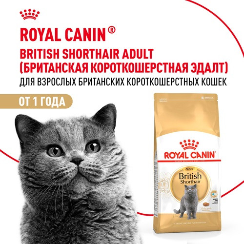 Royal Canin British Shorthair Adult сухой корм для кошек породы британская короткошерстная