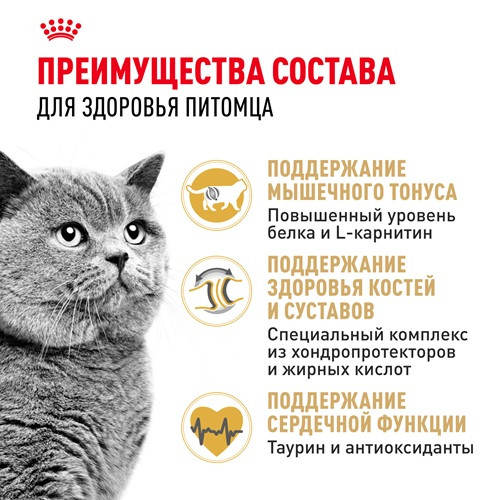 Royal Canin British Shorthair Adult сухой корм для кошек породы британская короткошерстная