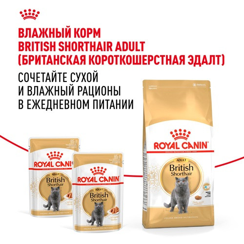 Royal Canin British Shorthair Adult сухой корм для кошек породы британская короткошерстная