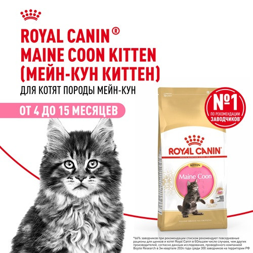 Royal Canin Maine Coon Kitten сухой корм для котят породы мэйн-кун