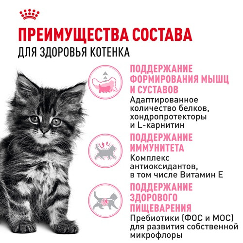 Royal Canin Maine Coon Kitten сухой корм для котят породы мэйн-кун