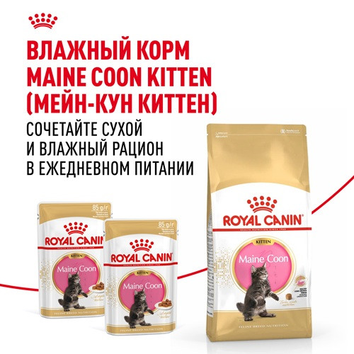 Royal Canin Maine Coon Kitten сухой корм для котят породы мэйн-кун