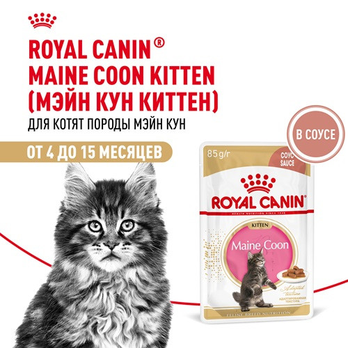 Royal Canin Maine Coon Kitten влажный корм для котят в соусе