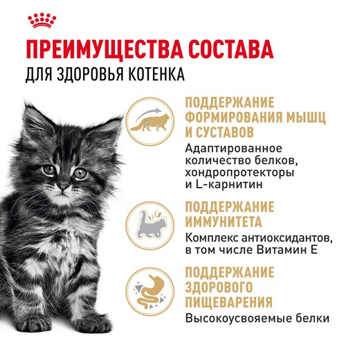 Royal Canin Maine Coon Kitten влажный корм для котят в соусе